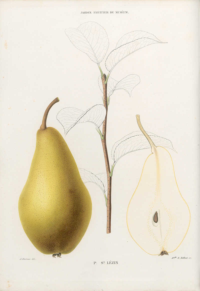Lot 349, Auction  127, Decaisne, Joseph, Le Jardin Fruitier du Muséum