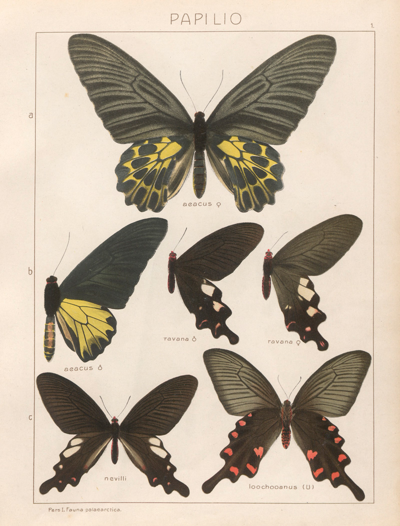 Lot 361, Auction  127, Seitz, Adalbert, Die Groß-Schmetterlinge der Erde, 1906-1924